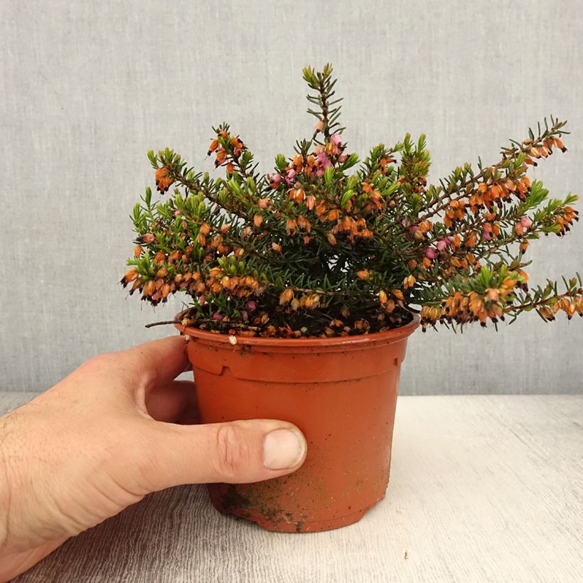 Erica darleyensis Tyann - Bruyère d'hiver - Pot de 1L/1,5L sample as delivered in spring