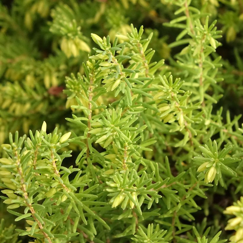 Erica x darleyensis White Glow - Winter Heath (Foliage)