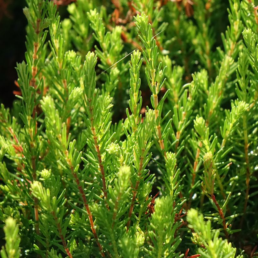 Erica darleyensis Spring Surprise - Winter Heath (Foliage)