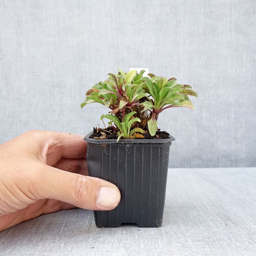 Erigeron glaucus 8/9 cm pot sample as delivered in summer