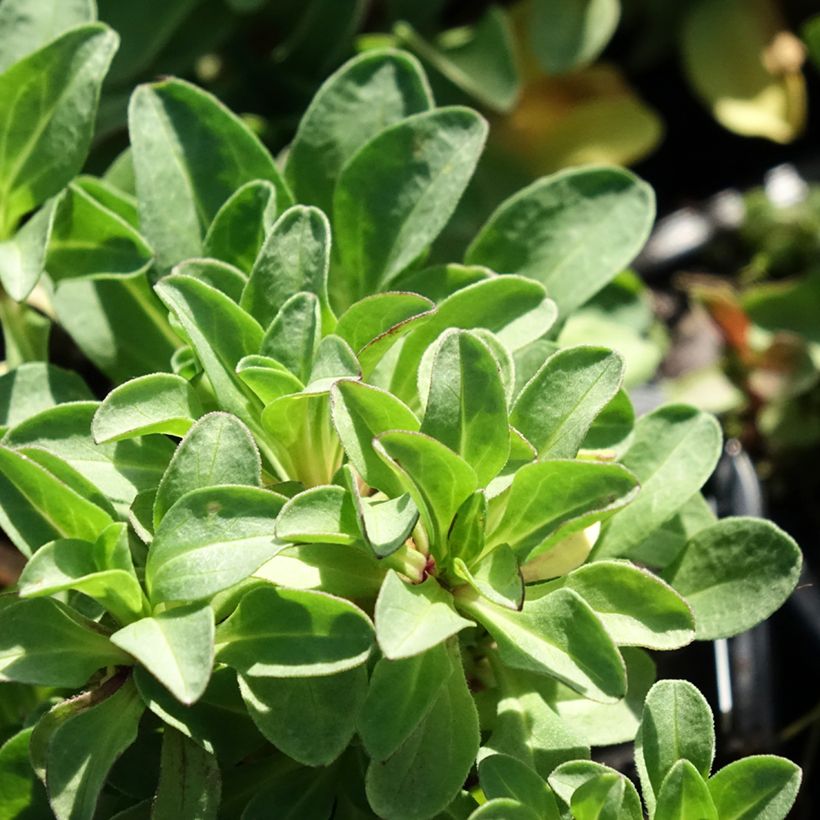 Erigeron glaucus (Foliage)