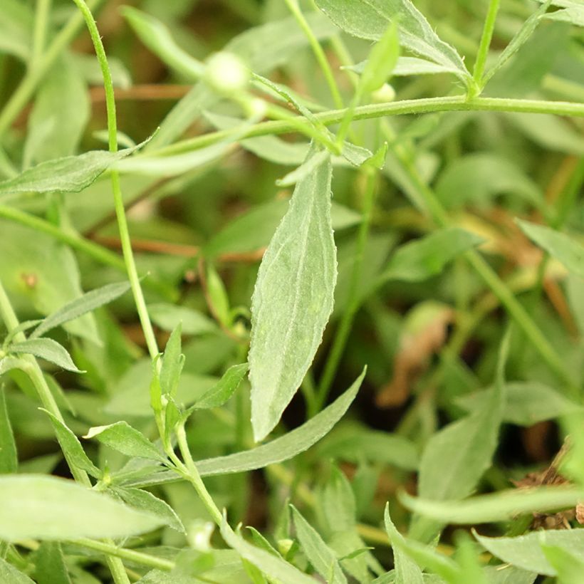 Erigeron karvinskianus Lavender Lady (Foliage)