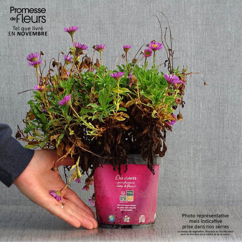 Erigeron leiomerus, Vergerette en pot de 2L/3L sample as delivered in autumn