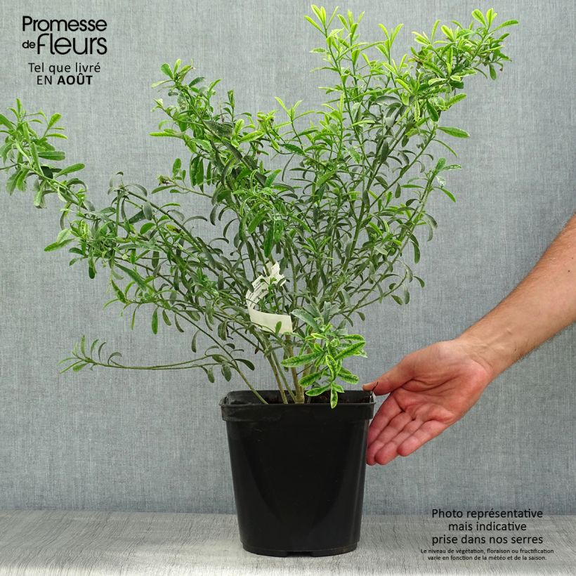 Eriostemon myoporoides 3L/4L pot sample as delivered in summer