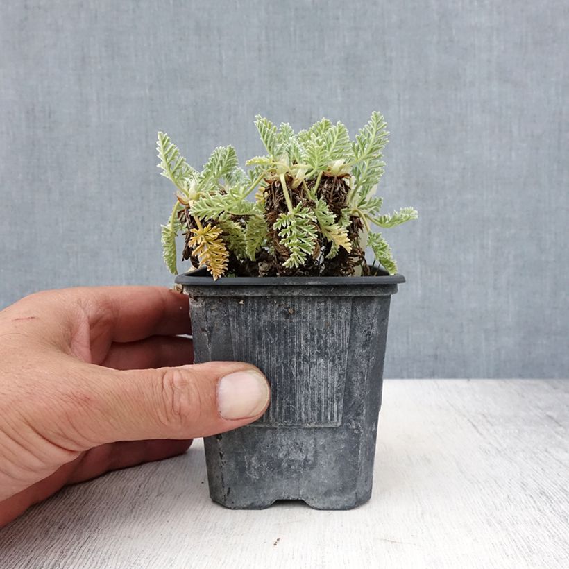 Erodium chrysanthum - Storksbill 8/9 cm pot sample as delivered in summer