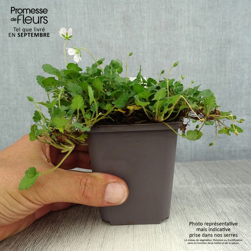 Erodium variabile Album - Storksbill 8/9 cm pot sample as delivered in summer