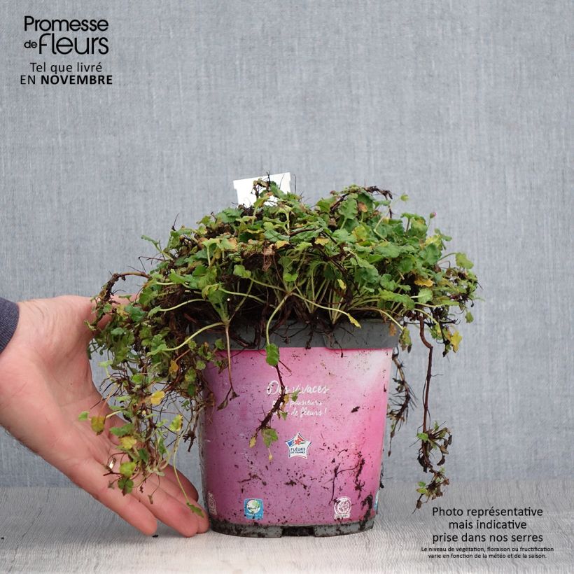 Erodium Bishops Form - Storksbill 2L/3L pot sample as delivered in autumn