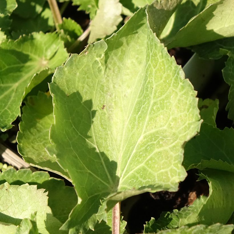 Eryngium Lapis Blue - Panicaut maritime (Foliage)