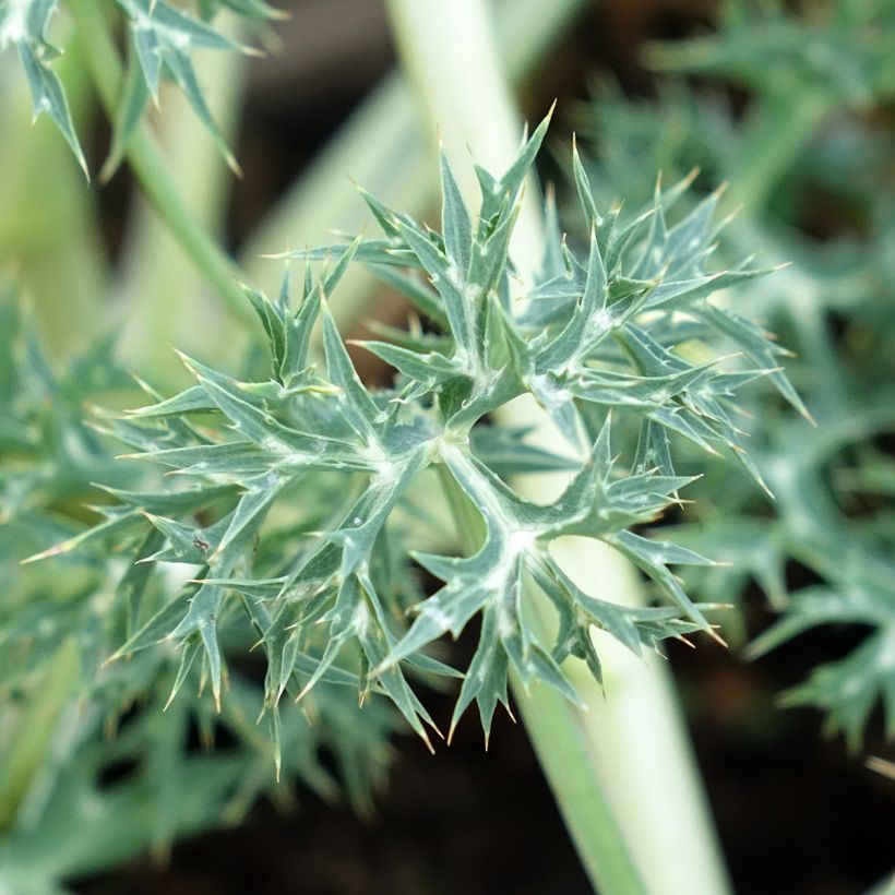 Eryngium bourgatii Pico's Amethyst (Foliage)