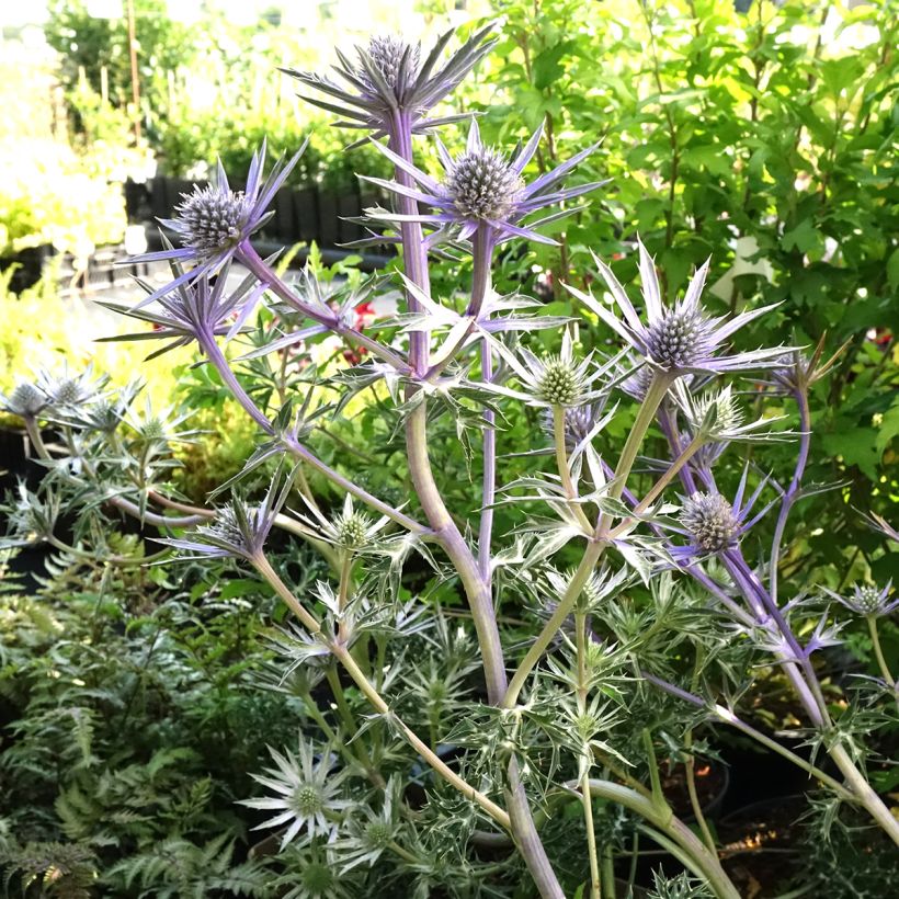 Eryngium bourgatii Pico's Amethyst (Plant habit)