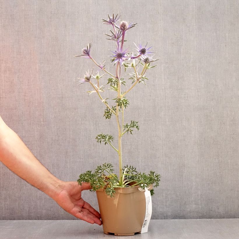 Eryngium bourgatii Pico's Amethyst 3L/4L pot sample as delivered in summer