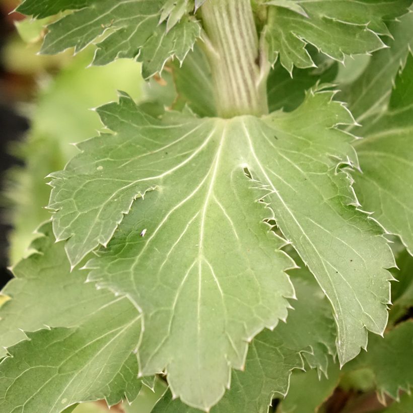 Eryngium planum Blue Hobbit (Foliage)