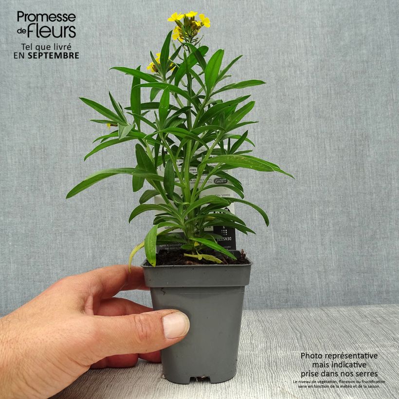Erysimum alpinum - Wallflower 8/9 cm pot sample as delivered in autumn