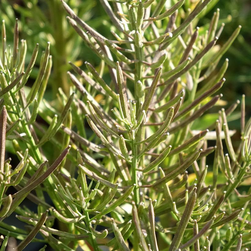 Erysimum alpinum - Wallflower (Foliage)