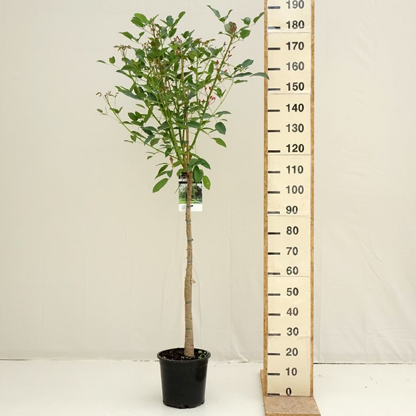 Erythrina crista-galli - Cockspur Coral Tree 7.5L/10L potShipped height around 170/200cm sample as delivered in spring