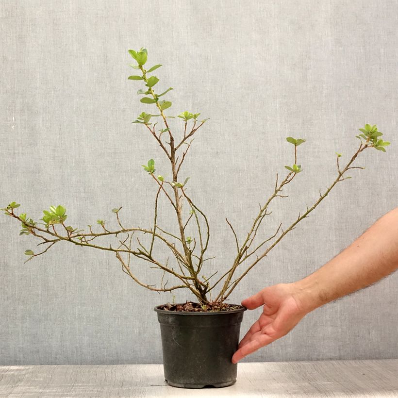 Escallonia C.F. Ball 2L/3L pot sample as delivered in summer