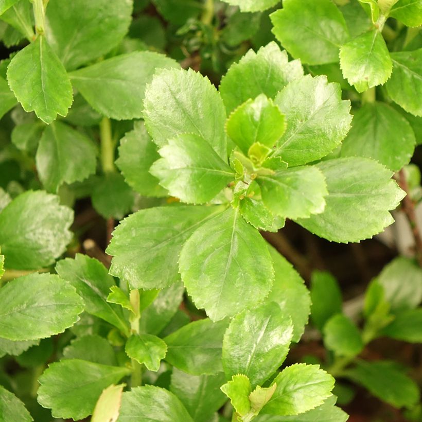 Escallonia Donard Radiance (Foliage)