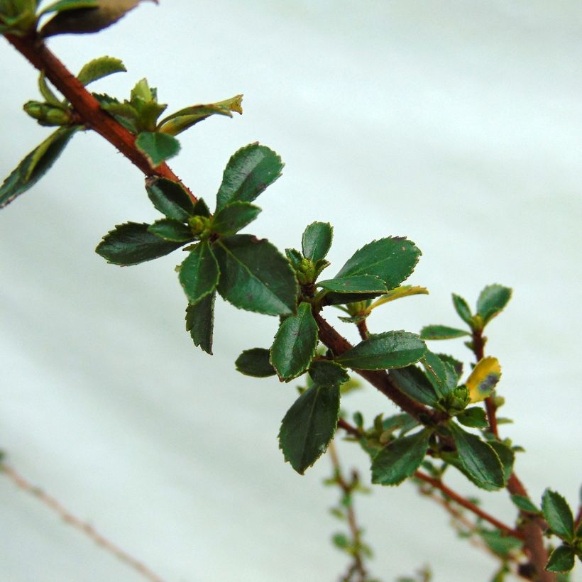 Escallonia Donard Seedling (Foliage)