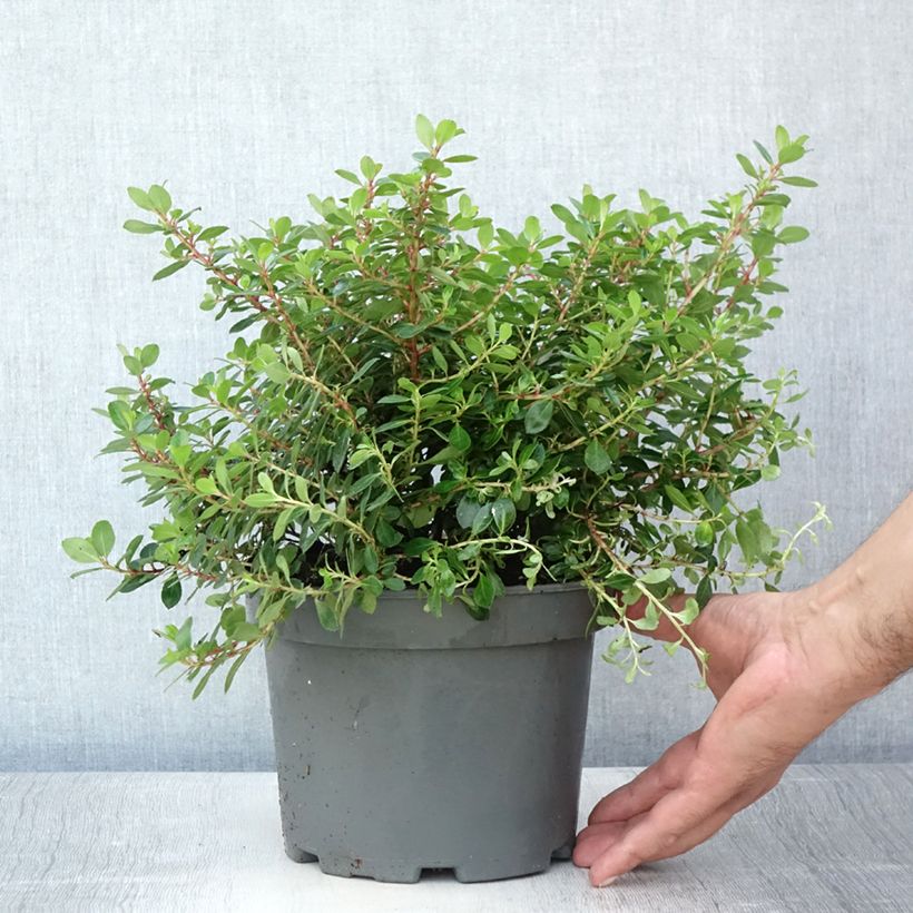 Escallonia Red Dream 2L/3L potShipped height around 20/30cm sample as delivered in summer