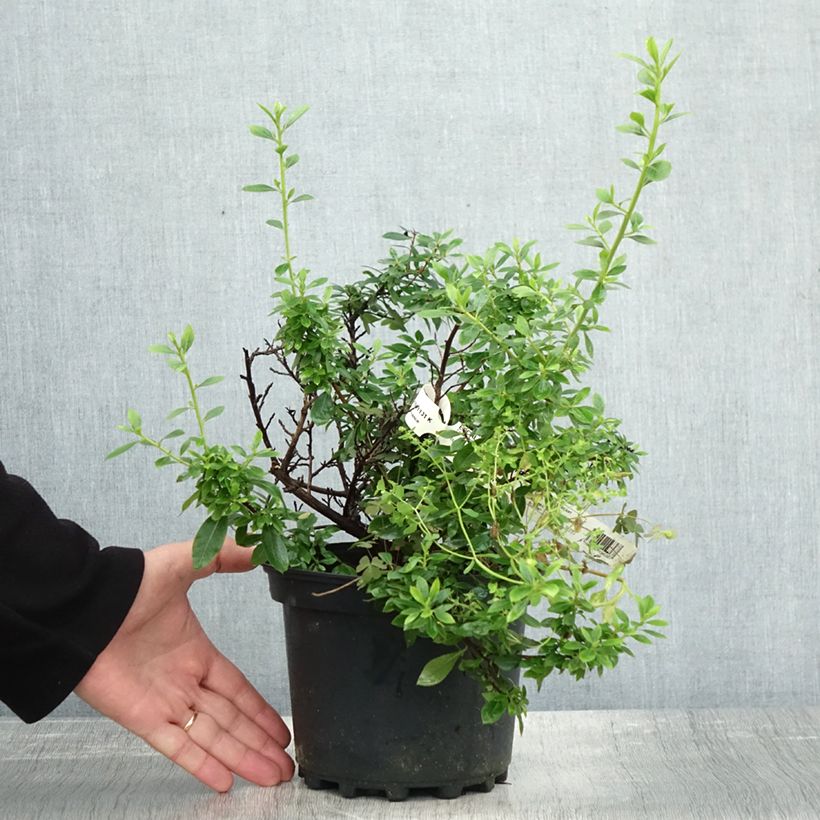 Escallonia Show Stopper 3L/4L pot sample as delivered in autumn