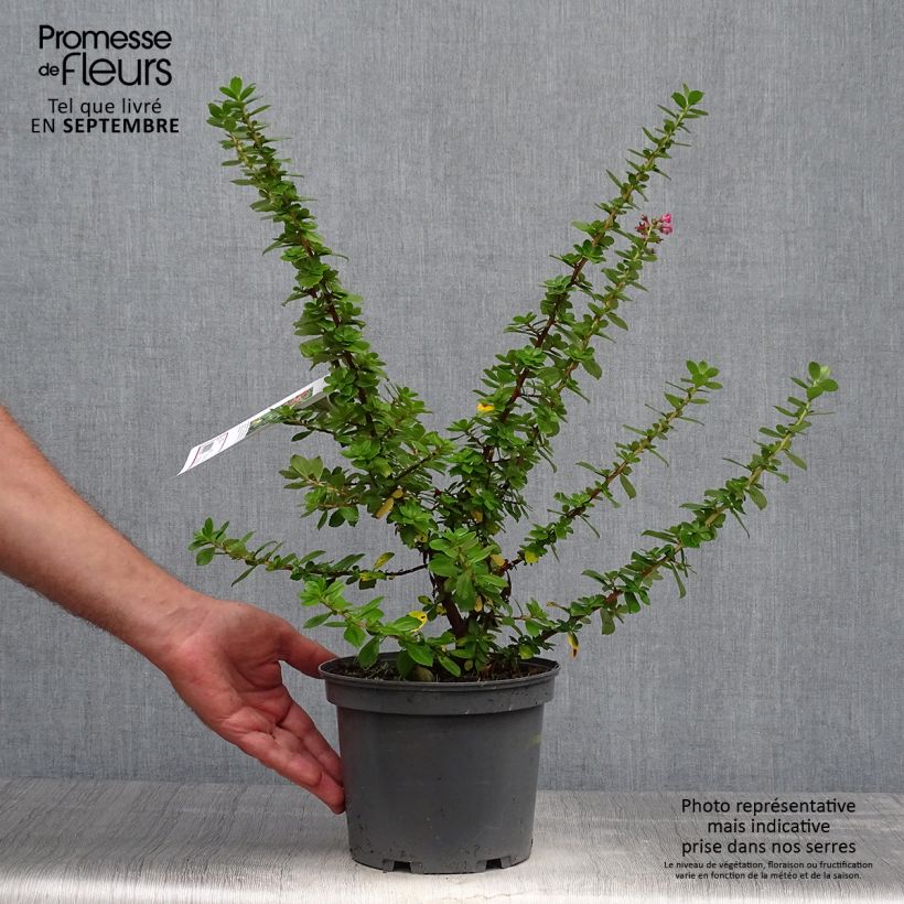 Escallonia Pride of Donard Pot de 2L/3L sample as delivered in autumn