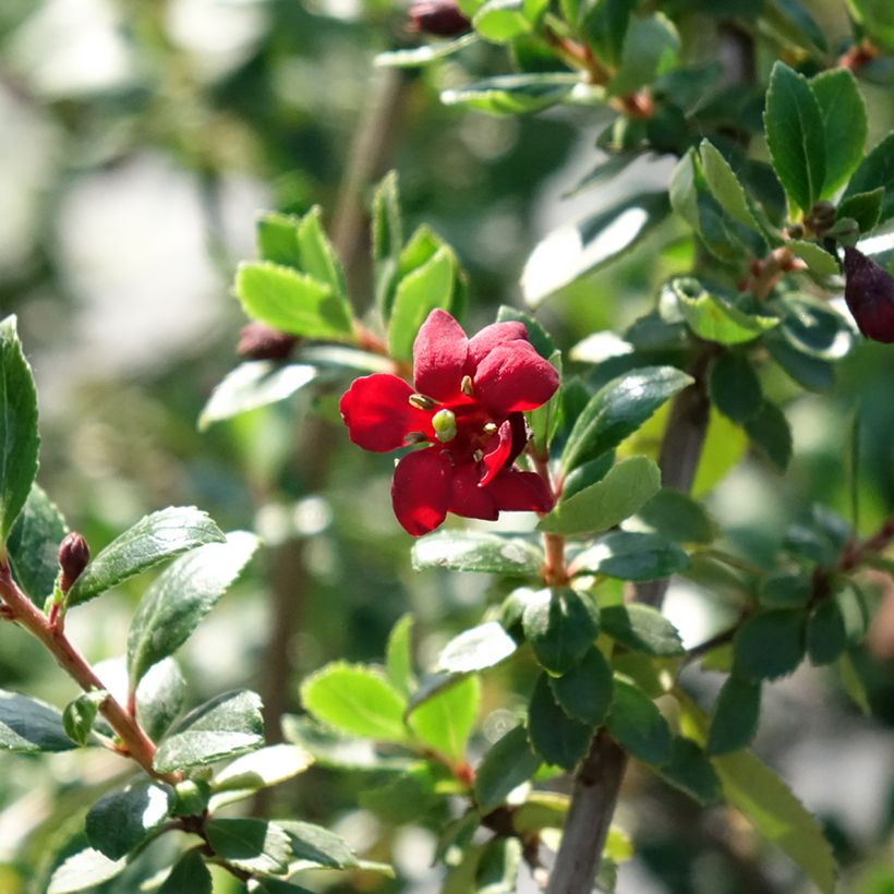 Escallonia Red Elf - Redclaws (Flowering)