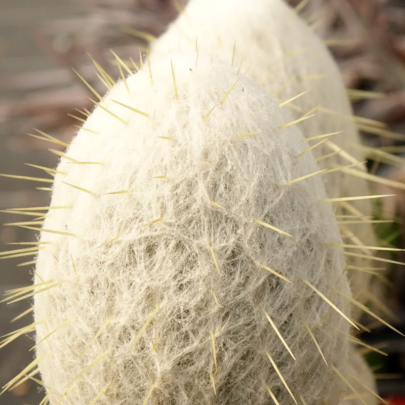 Espostoa churinensis - Cactus (Foliage)