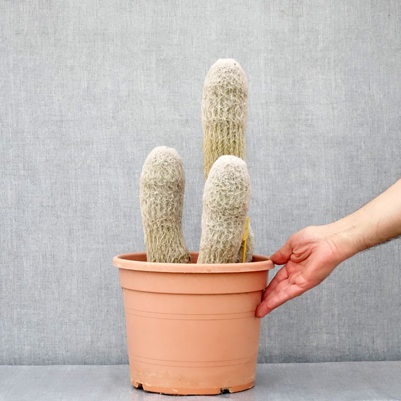 Espostoa churinensis  - Cactus cierge laineux 7.5L/10L potShipped height around 35/50cm sample as delivered in spring
