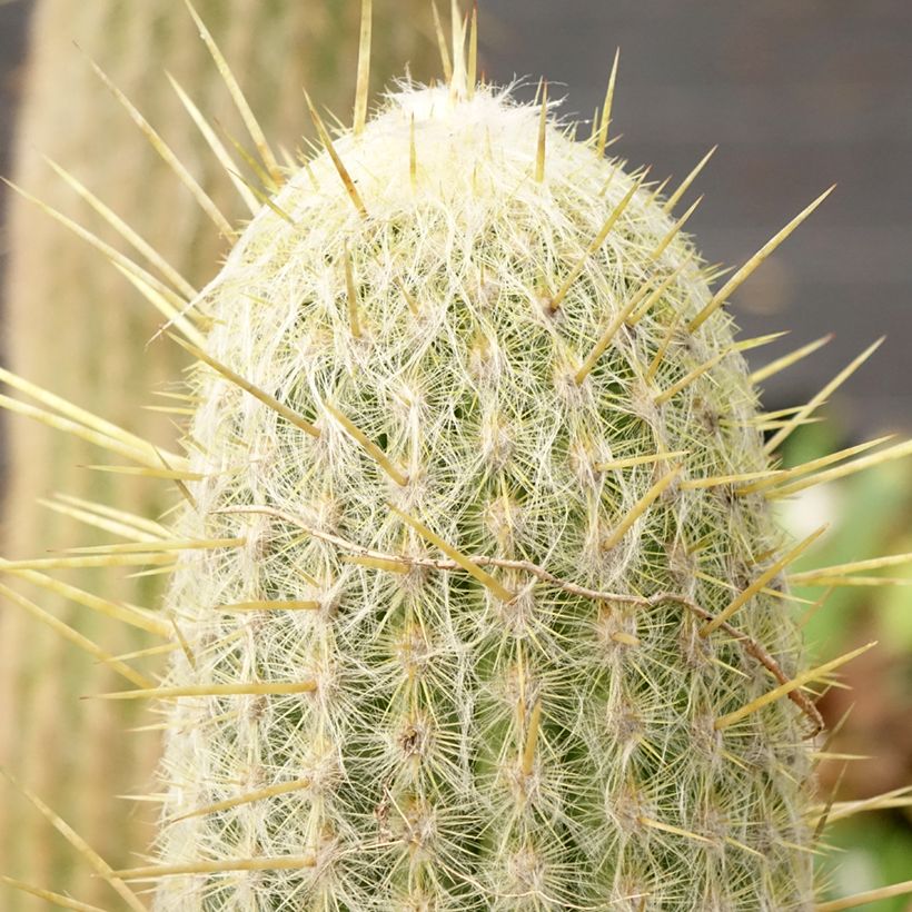 Espostoa lanata - Peruvian old man cactus (Foliage)