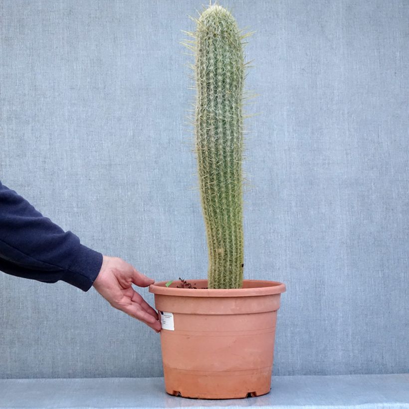 Espostoa lanata   - Cactus cierge laineux 7.5L/10L potShipped height around 50/80cm sample as delivered in spring