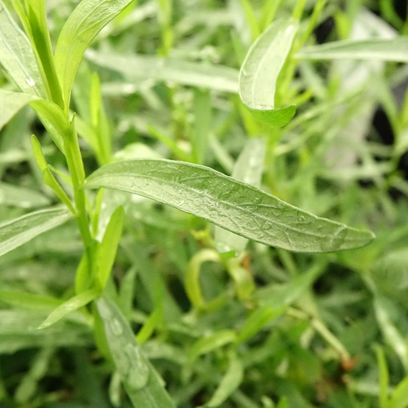 Organic True Tarragon plants - Artemisia dracunculus (Foliage)