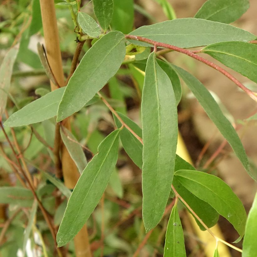 Eucalyptus aggregata (Foliage)