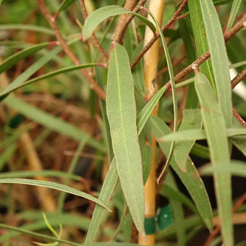 Eucalyptus apiculata (Foliage)