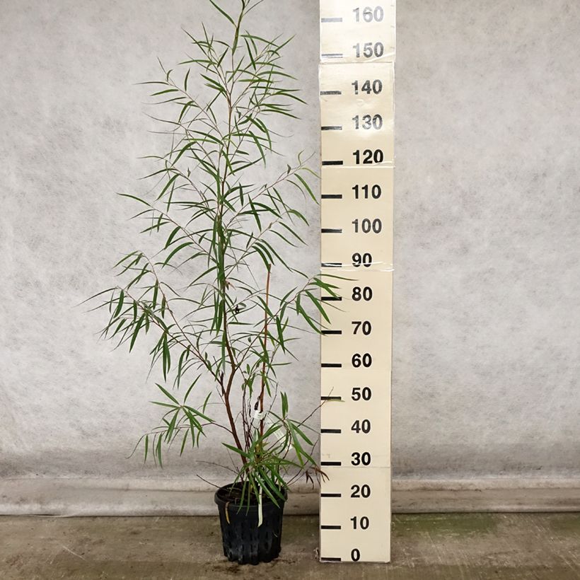 Eucalyptus approximans 4L/5L pot sample as delivered in autumn