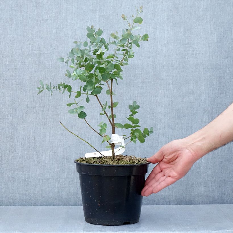 Eucalyptus archeri - Gommier alpin, Eucalyptus d'Archer Pot de 4L/5L sample as delivered in spring