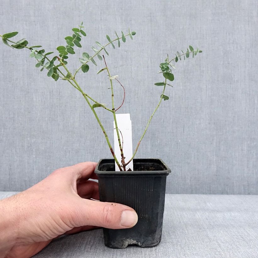 Eucalyptus pulverulenta Baby Blue (Little Boy Blue) 8/9 cm pot sample as delivered in winter