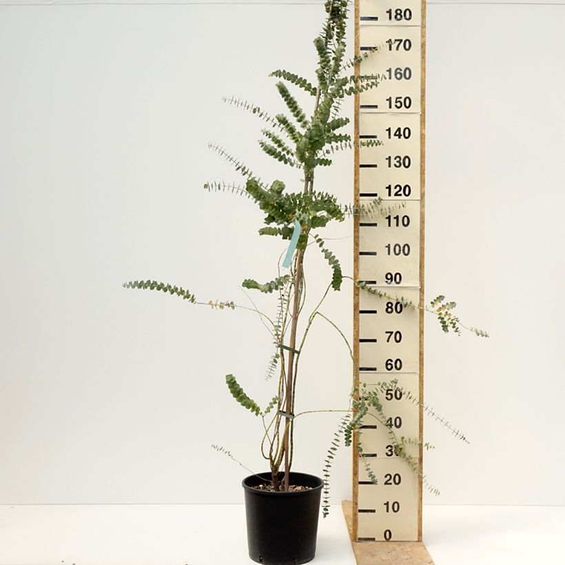 Eucalyptus pulverulenta Baby Blue (Little Boy Blue) 7.5L/10L potShipped height around 170/200cm sample as delivered in spring