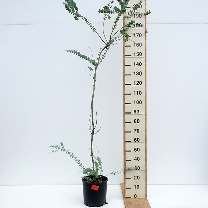 Eucalyptus pulverulenta Baby Blue (Little Boy Blue) 7.5L/10L pot sample as delivered in summer