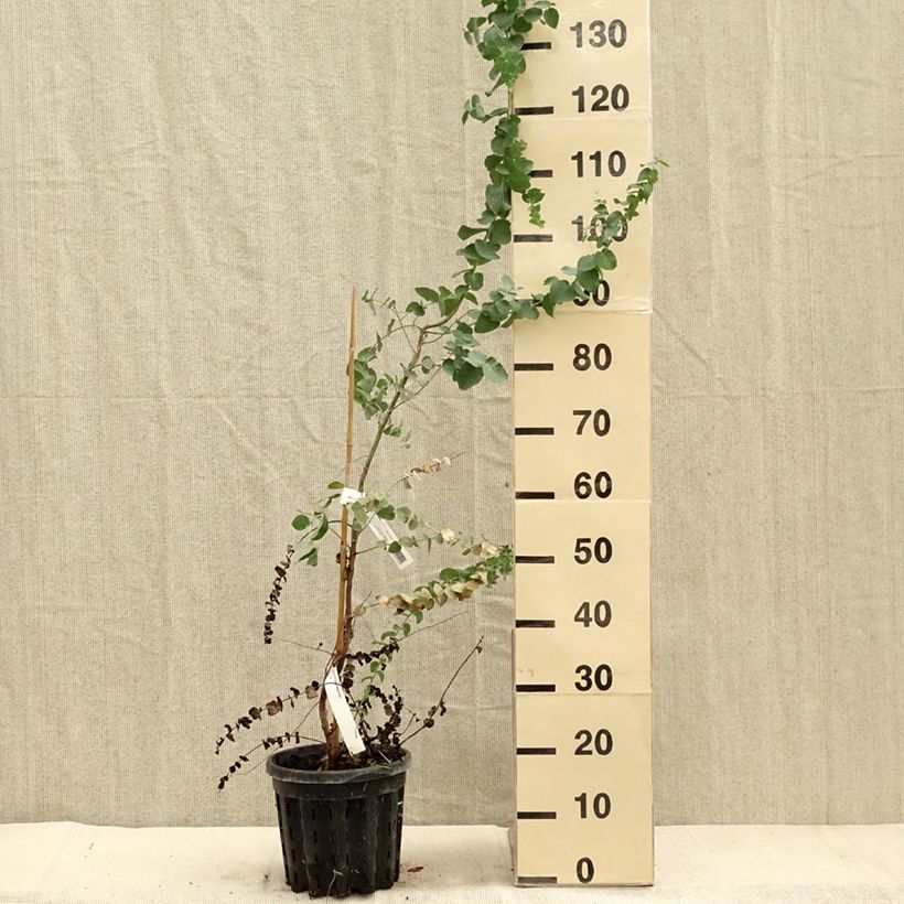 Eucalyptus bridgesiana - Gommier de Bridges - Pot de 4L/5L sample as delivered in autumn