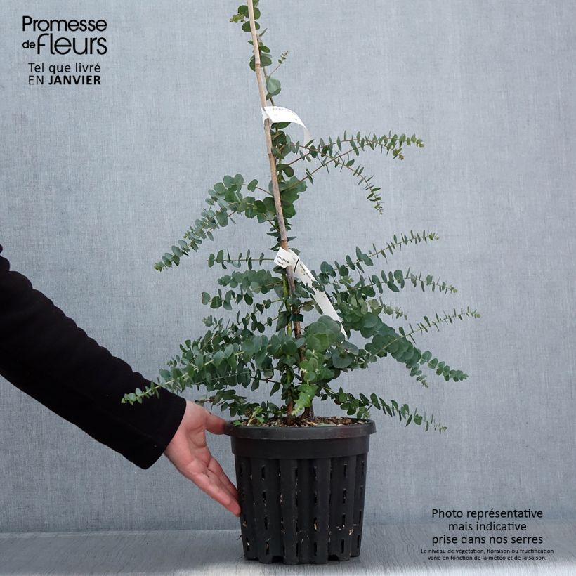 Eucalyptus bridgesiana - Gommier de Bridges - Pot de 4L/5L sample as delivered in winter