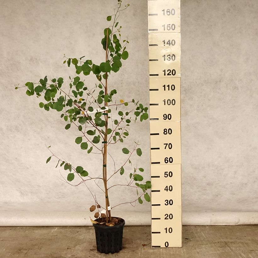 Eucalyptus camphora subsp camphora - Gommier des marais - Pot de 4L/5L sample as delivered in summer
