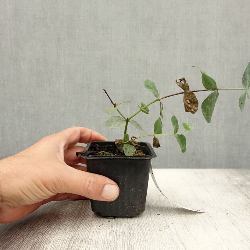 Eucalyptus cinerea Silver Dollar - Gommier cendré Godet de 9 cm sample as delivered in summer