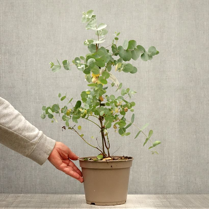 Eucalyptus cinerea Silver Dollar 2L/3L pot sample as delivered in summer