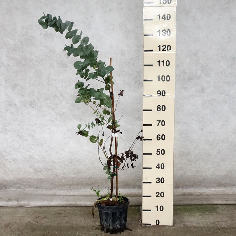 Eucalyptus cordata subsp quadrangulosa 4L/5L pot sample as delivered in autumn