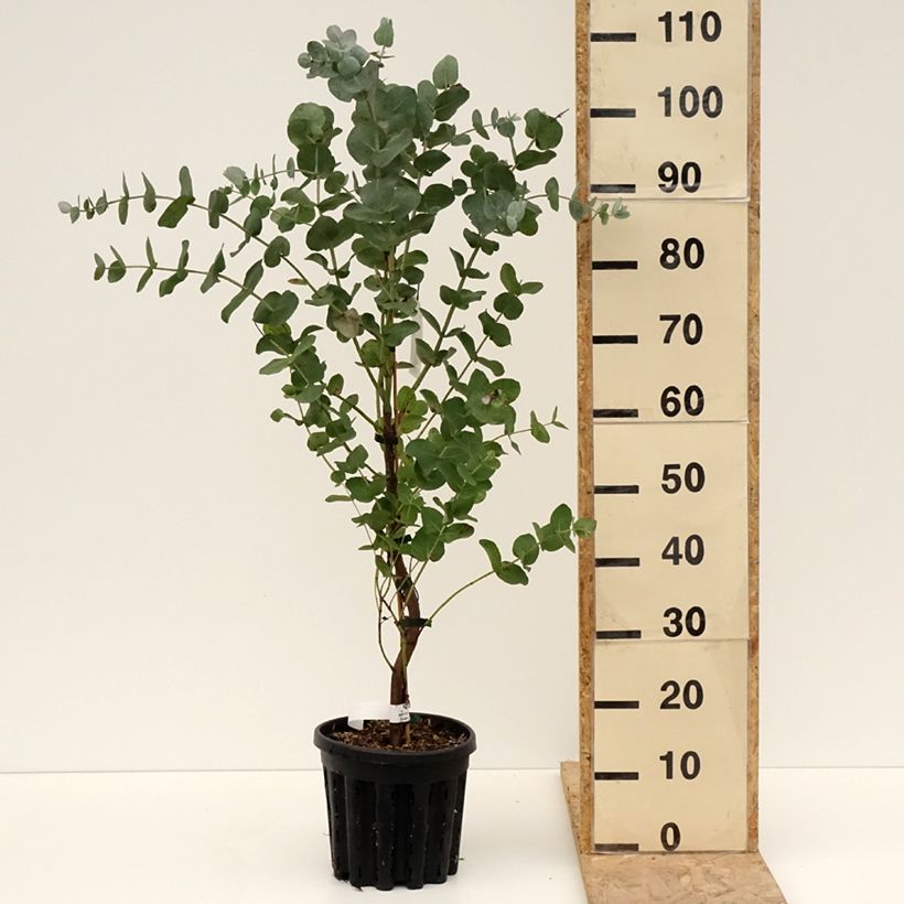 Eucalyptus cordata subsp quadrangulosa - Pot de 4L/5L sample as delivered in spring