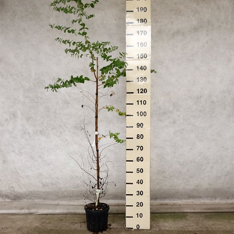 Eucalyptus crenulata 4L/5L pot sample as delivered in autumn
