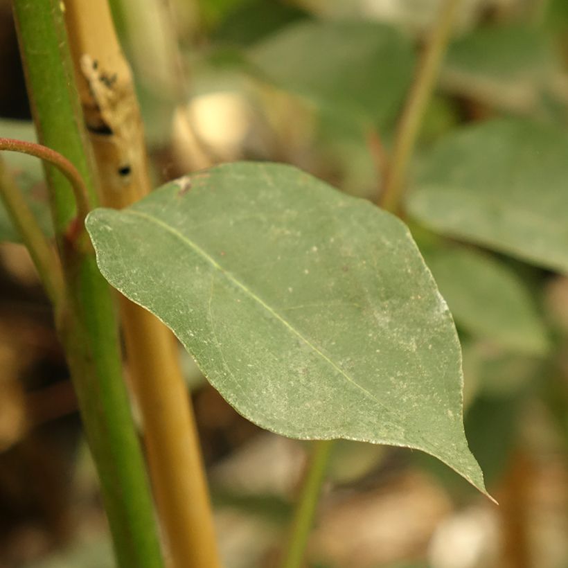 Eucalyptus deanei (Foliage)