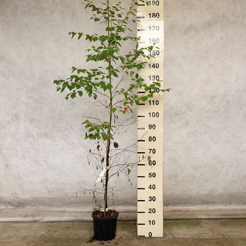 Eucalyptus deanei 4L/5L pot sample as delivered in autumn