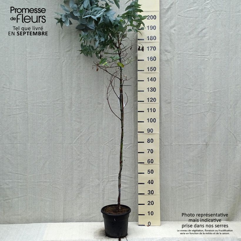 Eucalyptus globulus 7.5L/10L pot sample as delivered in autumn