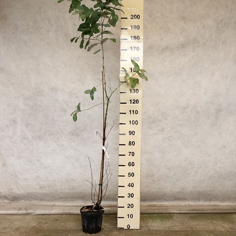 Eucalyptus globulus subsp bicostata 4L/5L pot sample as delivered in autumn